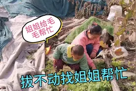 两岁萌娃来到姥姥的萝卜园拔萝卜，拔不动，喊姐姐了救场视频封面