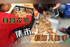 秋日，湖北宜昌农贸集市农产品销的火，野生松菌25元一斤成抢手货视频封面