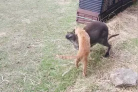 猫咪遇上拳击手袋鼠，试图将袋鼠锁喉，镜头记录搞笑过程视频封面