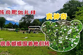 自驾川藏线遇到回族同胞做礼拜，突然来了一群蝴蝶，什么情况？视频封面