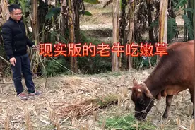 为了验证老牛吃嫩草，拉头8年的牛让它挑选3堆草，看它如何选择？视频封面