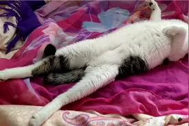 醒来看见猫咪像个人样拉直睡，腿绷可直了…简直成精了！视频封面