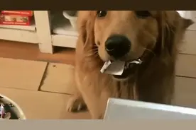 金毛去买火腿肠，居然和美女杠上了，最后宁愿火腿肠都不吃了！视频封面