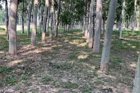 杨树林，是我每年挖野菜的地方！
