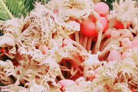 铁树开花视频及寓意视频封面