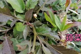 蔊菜好吃营养多，鲜嫩营养价值高，很多人都不认识它。视频封面