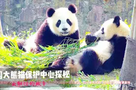 大熊猫的故乡--中国大熊猫保护研究中心都江堰基地探秘视频封面