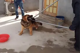 用捉狗神器捉大狼狗，狗太聪明了不让夹这么大狗要是夹不住真危险视频封面