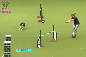 超级优秀的狗狗， 表演一结束，场上立马掌声雷动