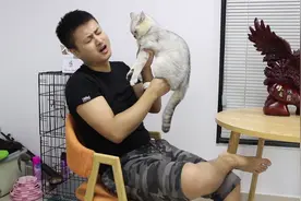 铲屎官闻银渐层猫咪一次又一次说臭，猫咪：你不给我洗澡我能香吗