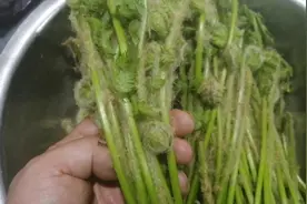 客人自带一种长绒毛的山野菜，刚从深山采回来，看有没有认识的？
