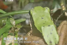 背部绿色腿是褐色，国家公园里奇特的蛙，却被称之为臭蛙视频封面