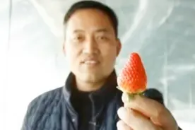 草莓园里种大蒜，这位大哥的收成翻了一番！