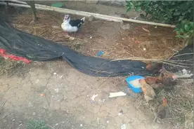 晚上给鸭子喂食，那鸭子太饿了，大口大口的咽下去，被卡住了哈哈