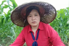 玉米红薯这样套种，不仅可以控制杂草生长，而且玉米红薯都丰收视频封面