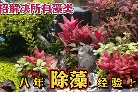 八年的除藻经验，教你彻底清除鱼缸里的褐藻，绿藻，黑毛藻，丝藻