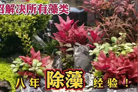 八年的除藻经验，教你彻底清除鱼缸里的褐藻，绿藻，黑毛藻，丝藻视频封面