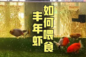 分享冰冻丰年虾的正确喂食姿势，按照这个步骤来，鱼吃了更健康视频封面