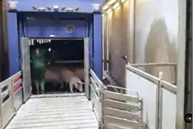 美国的机械化屠宰流水线真历害，猪儿们兴奋的进去片刻就成肉块。视频封面