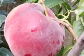 桃树苗新品种_黑桃苗 _黑桃皇后桃树苗介绍视频封面