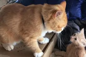 猫咪怎么认出自己的孩子？，原来它可不是六亲不认！视频封面