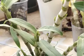 石斛花芽变成高芽？这2点没做好，特别是金钗石斛，浇水看气温视频封面