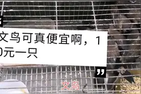 这文鸟是最便宜的鸟了吧！10元一只，一把米吃一天真好养