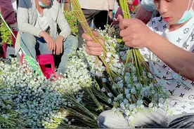 这是桉树的果子“尤加利果”，水养1-2个月，做干花可以存放2-3年，对于鼻炎，呼吸系统有辅助的作用 #尤加利果 #干花 #山货上热门视频封面