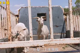 农村大叔收购内蒙本地山羊，一只活羊得两千多块钱，这也太贵了视频封面