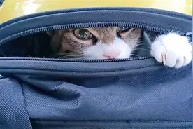 主人带猫咪外出，猫咪虽然怕得喵喵叫，却还是忍不住伸头出来张望视频封面
