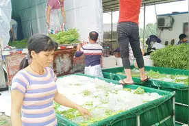 好多豆角啊，为什么这些豆角要放冰呢，这样还会变老吗