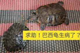 求助！养了3年的巴西龟突然不爱吃东西也不爱动，是不是生病了？