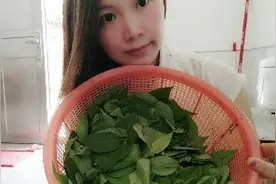 这种菜叫做头晕菜，多吃有益身体，大家见过吗？视频封面