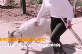 女驯兽师辞职直播驯羊走红，网友打赏赶超月工资，成招财神兽！视频封面