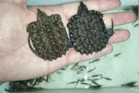 350只黑壳虾清理乌龟背甲，妈妈在也不用担心我被乌龟咬了。