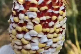 专家辟谣高温把玉米晒成爆米花：因为品种特性，不是天气的锅