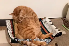 猫妈说肥猫太胖了让它减减肥，肥猫一通说辞，弄得猫妈无言以对！视频封面