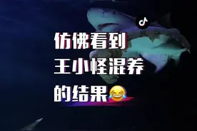 猫鲨PK柠檬鲨，仿佛看到王小怪混养的结果😂@der逼呵呵的王小怪 @阿桐梦 #猫鲨 #鲨鱼 #柠檬鲨 #抖音小助手 #抖音热门视频封面