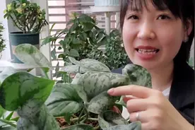 比绿萝好看，比绿萝好养！阳光下叶片是银闪闪的！视频封面
