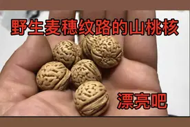 野三坡李主任从山上捡回来的桃核，告诉大家怎样清理干净，漂亮吧