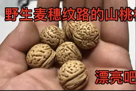野三坡李主任从山上捡回来的桃核，告诉大家怎样清理干净，漂亮吧视频封面