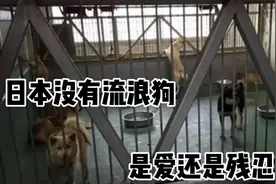 日本街头没有流浪狗，是爱还是残忍？日本对狗的安乐死？惨绝人寰视频封面