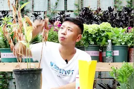 夏季百合全枯萎，做好“2点”，秋季浇点水，新苗破土，花开满枝