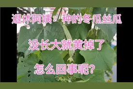 退休阿姨：楼顶菜园种的冬瓜丝瓜没长大就黄掉了，怎么回事呢？视频封面