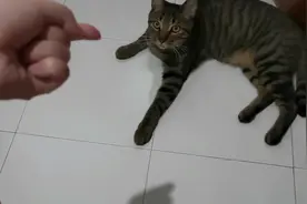 猫咪真的好聪明，看到地上的影子在动，一会就知道是主人的手了