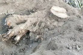 香椿——素有北方红木之名。二十年树龄的香椿树根可以做个根雕。视频封面