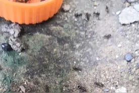 家里的蚂蚁日常打斗，大头蚁   玉米毛蚁视频封面