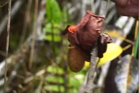 未开封的猪笼草竟然能喝？视频封面