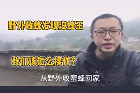 野外收回来的蜜蜂没有蜂王怎么办？记住这四点。视频封面