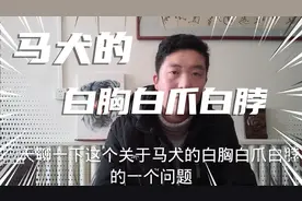 007-聊聊我对马犬白胸白爪白脖的看法视频封面